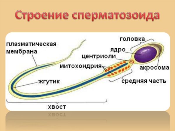 Строение жгутика сперматозоида