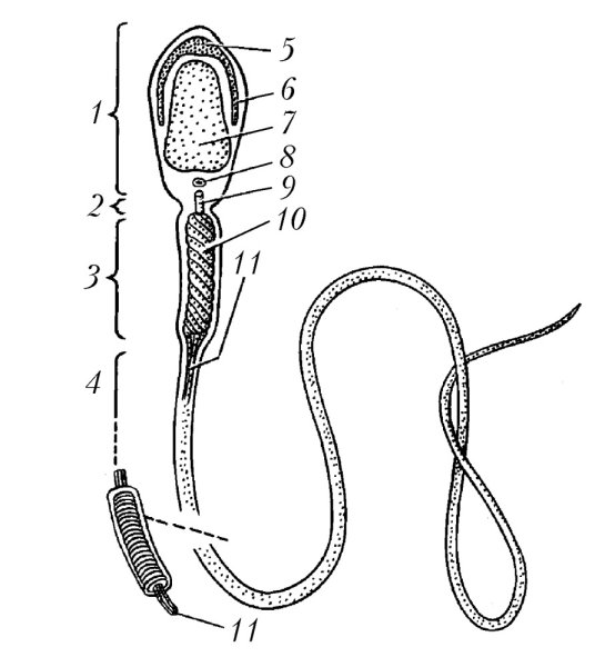 Строение сперматозоида строение