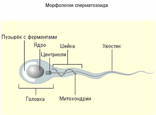 Строение шейки спермия