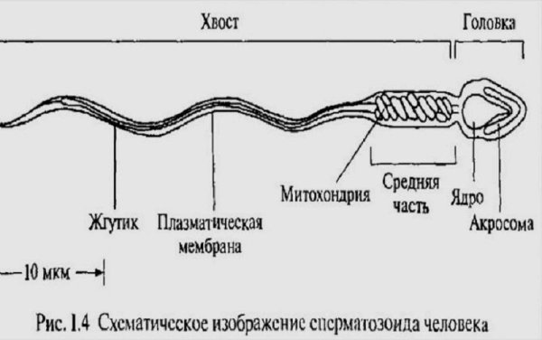 Сперматозоид строение анатомия