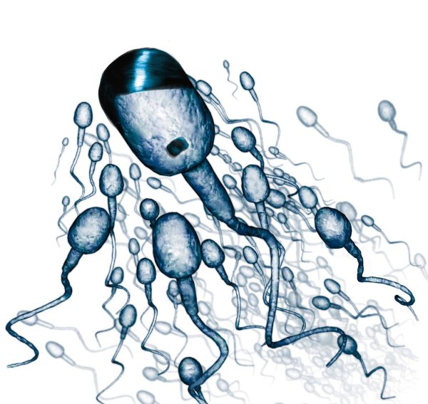 Сперматозоид на белом фоне