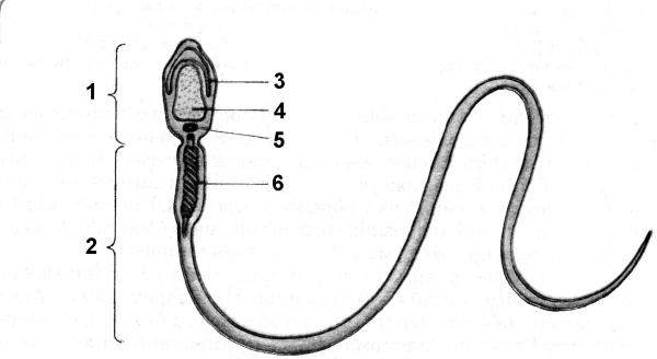 Строение сперматозоида млекопитающего