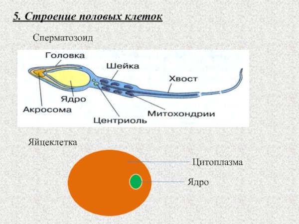 Строение сперматозоида и яйцеклетки