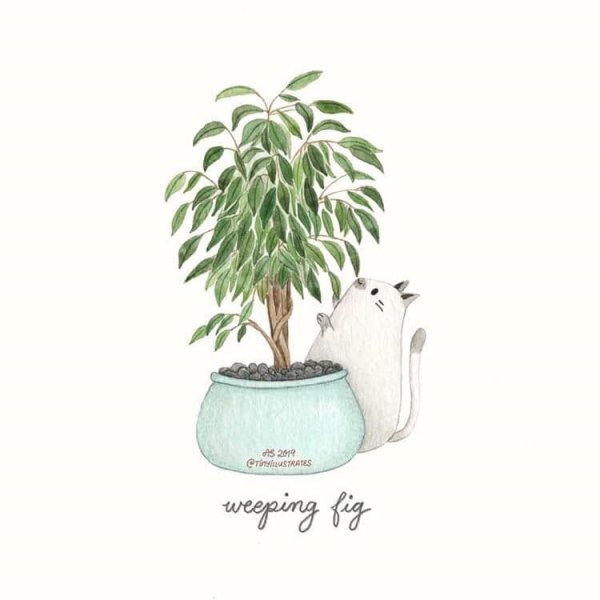 Фикус Бенджамина акварелью