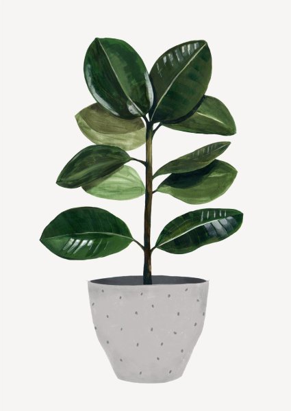 Фикус без фона