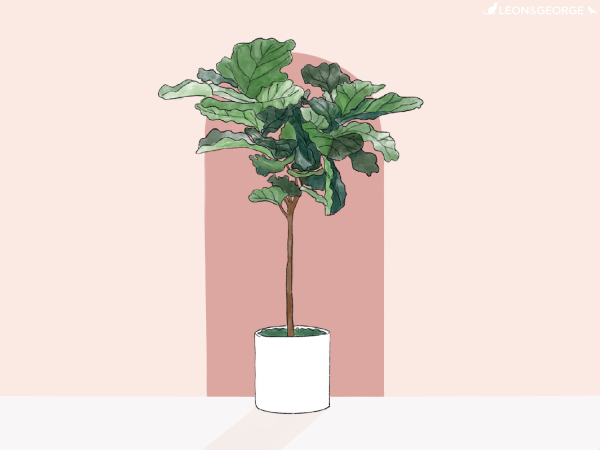 Фикус в горшке рисунок