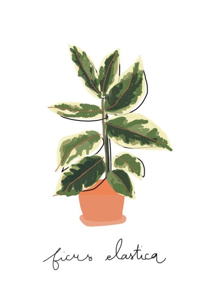 Ботанические иллюстрация фикуса каучуконосного