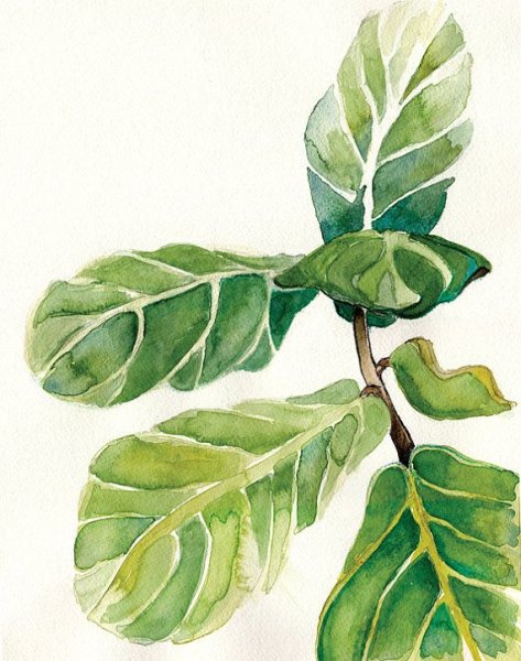 Ficus lyrata Watercolor