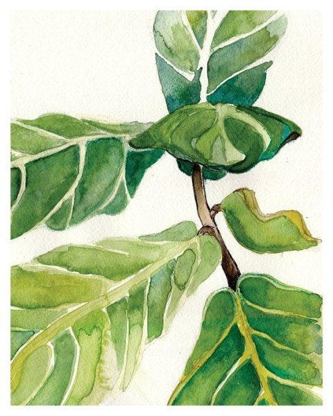 Зеленые листья акварель