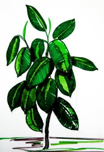 Фикус в горшке рисунок