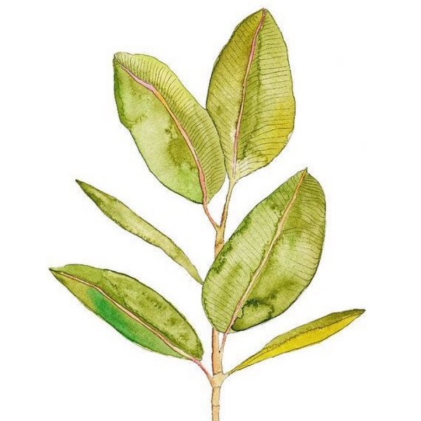 Акварель листья фикусов