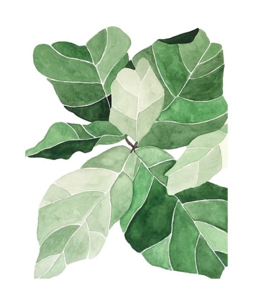 Фикус лировидный акварелью