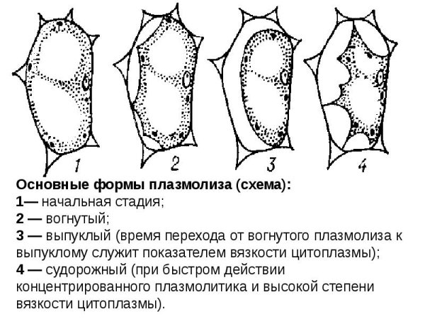 Типы плазмолиза растительной клетки