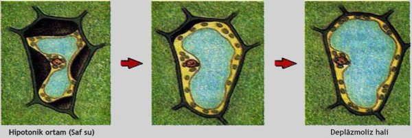 Осмос тургор плазмолиз