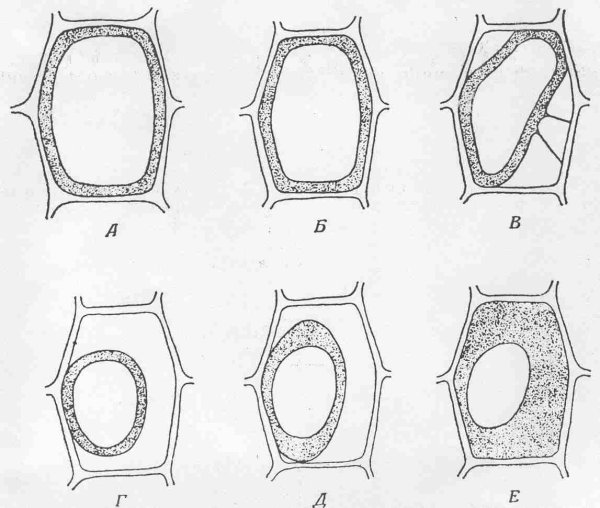 Типы плазмолиза растительной клетки