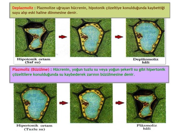 Деплазмолиз клетки рисунок