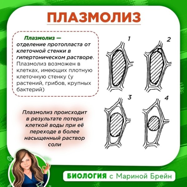 Явление плазмолиза и деплазмолиза в растительной клетке