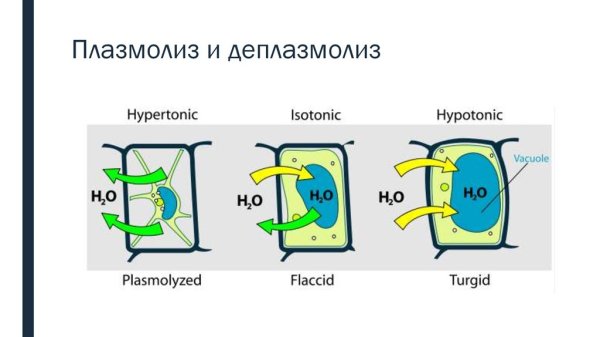 Плазмолиз растительной клетки