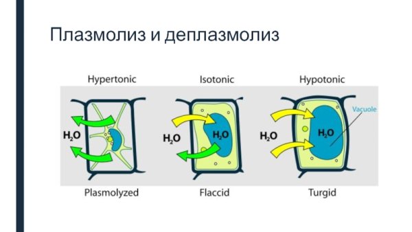 Плазмолиз и деплазмолиз
