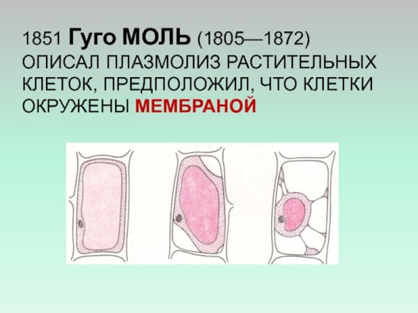 Схема плазмолиза и деплазмолиза