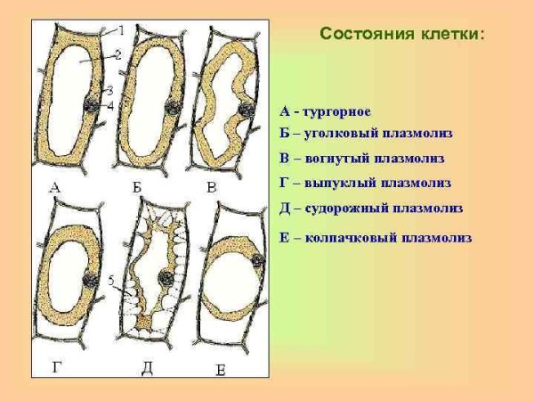 Типы плазмолиза растительной клетки