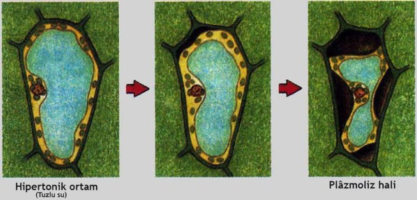 Тургор плазмолиз деплазмолиз