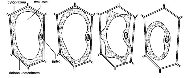 Плазмолиз растительной клетки рисунок