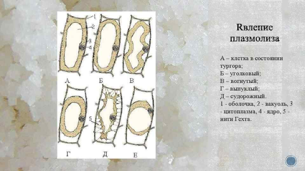 Клетки лука тургор плазмолиз деплазмолиз