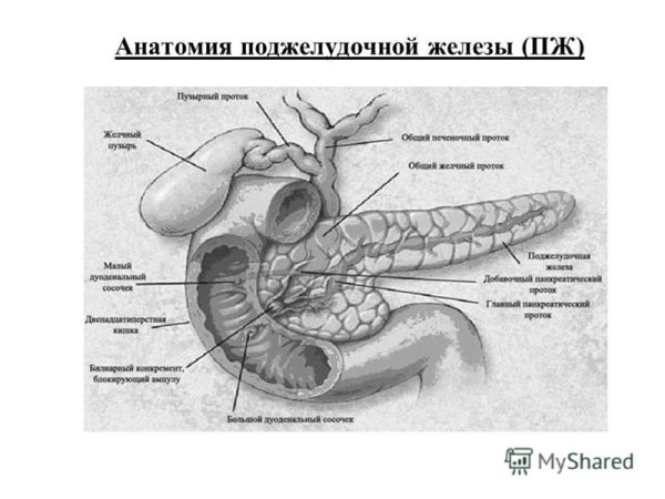 Строение поджелудочной железы вид сзади