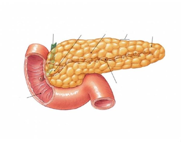 Поджелудочная железа (pancreas)