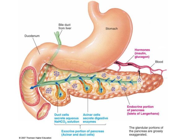 Островки Лангерганса поджелудочной железы