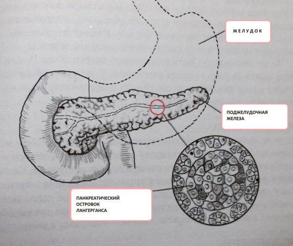 Поджелудочная железа человека