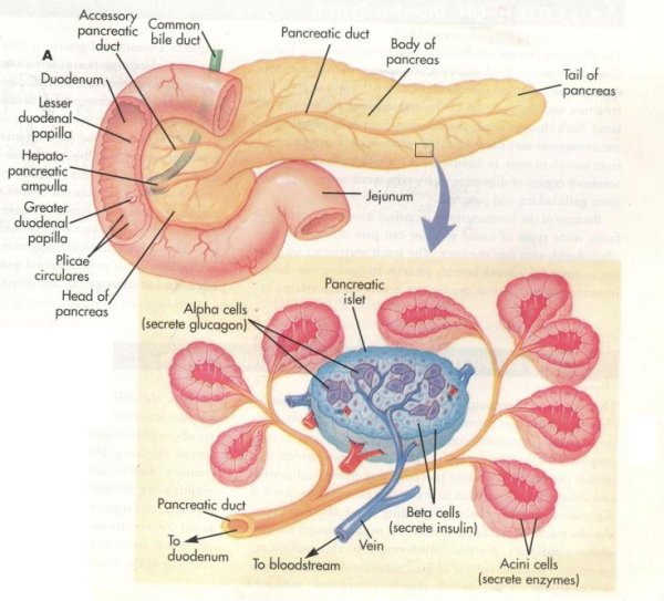 Анатомическое строение поджелудочной железы
