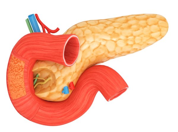 Поджелудочная железа анатомия без подписей