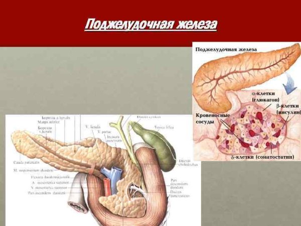 Поджелудочная железа человека