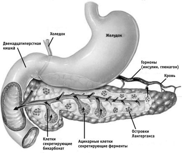 Поджелудочная железа и желудок анатомия