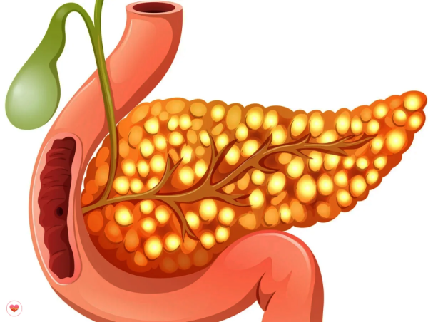 Поджелудочная железа анатомия функции