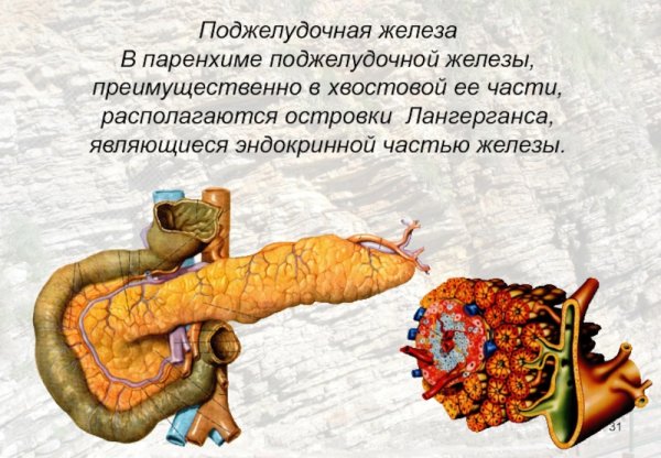 Поджелудочная железа Спланхнология