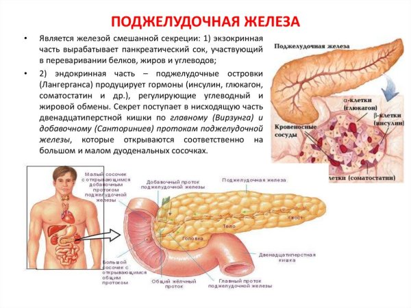 Внутреннее строение поджелудочной железы