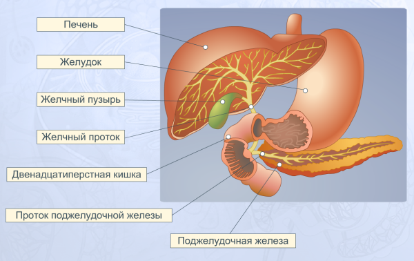 Строение человека внутренние органы поджелудочная