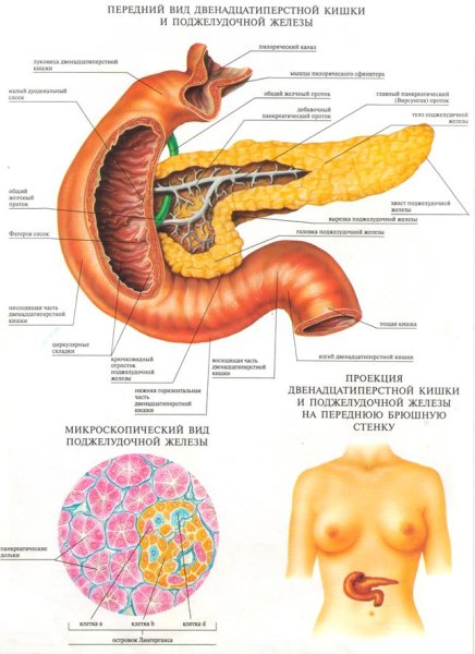 Внутренние органы поджелудочная железа