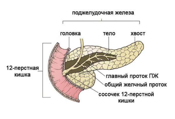 Печень и поджелудочная железа анатомия строение