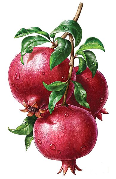 Вышивка гранат