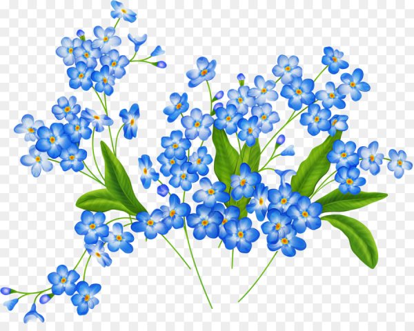 Незабудка цветок на белом фоне