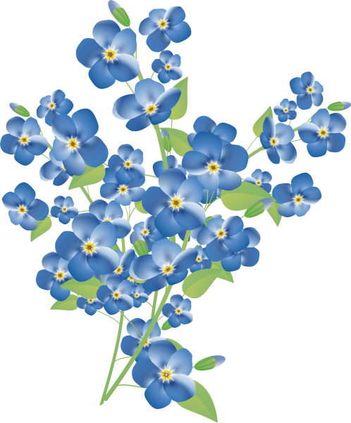 Незабудка на белом фоне