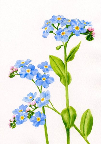 Незабудки акварелью