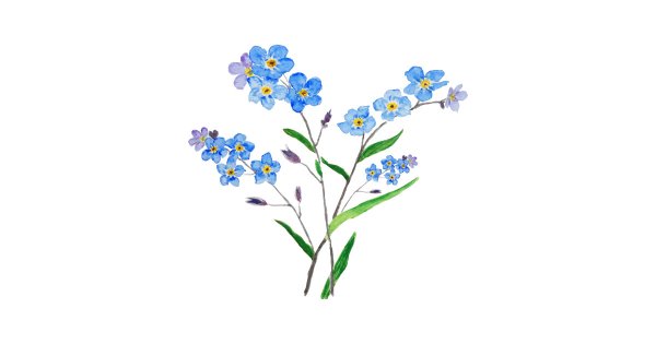 Незабудки цветными карандашами