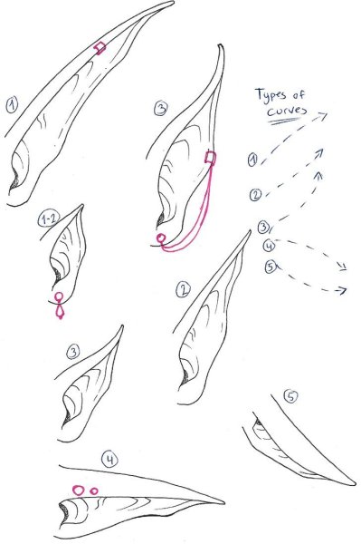 Уши эльфа референс