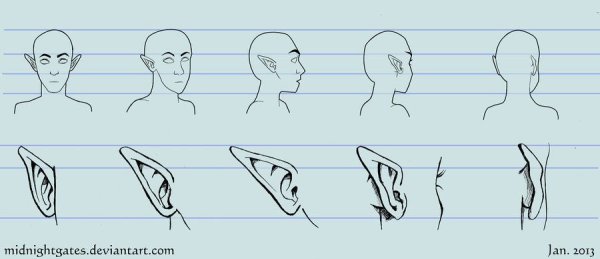 Уши эльфа референс спереди