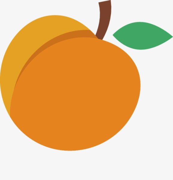 Абрикос рисунок